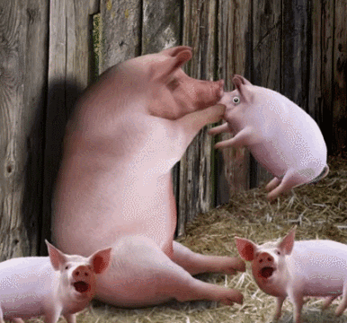 Piggy Celebration